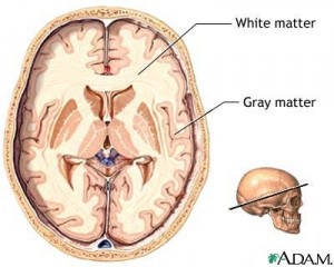 Diagram of the cross section of the brain