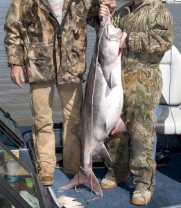 A legally harvested paddlefish