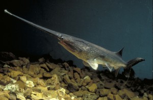Paddlefish swimming | All photos courtesy of Missouri Department of Conservation