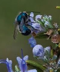 Blue Orchard Mason Bee on flower
