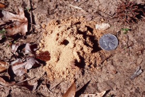 Entrance to a ground-nesting bee nest